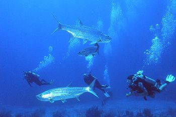 Tarpon check out the divers by Jerry Hamberg 